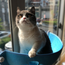 Cama Suspensa de Janela para Gato e Cachorro com Ventosa SkyRest