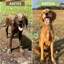 Chuveirinho com Pulverizador de Shampoo – Banho Prático e Econômico para Pets | Meu Pet