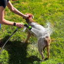 Chuveirinho com Pulverizador de Shampoo – Banho Prático e Econômico para Pets | Meu Pet