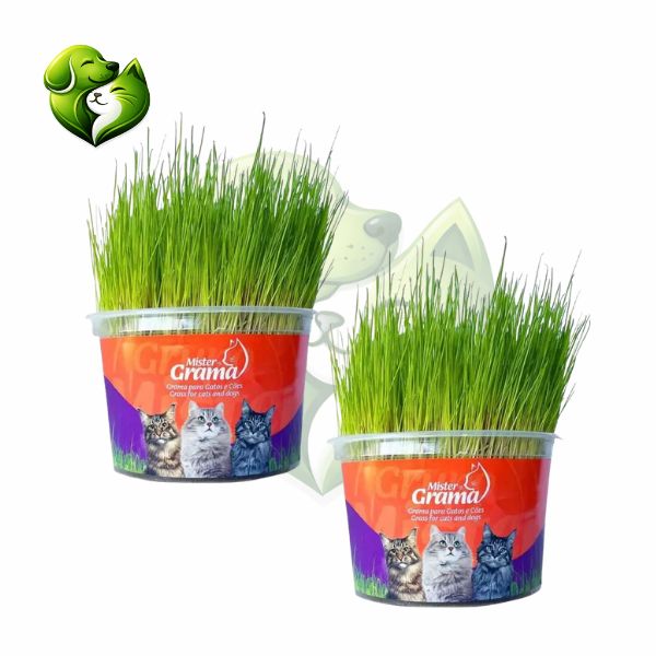 Graminha Natural para Gatos – Bem-estar, estímulo e alívio do estresse