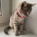 Coleira com Pingente para Pets Pequenos - Kinect™