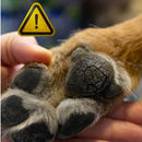 Hidratante para Patas Ressecadas de Cachorro e Gato Lambível CuidaPatinhas